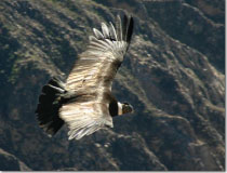 The Colca Canyon Tour